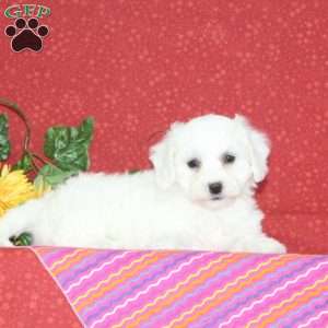 Pomegranite, Bichon Frise Puppy